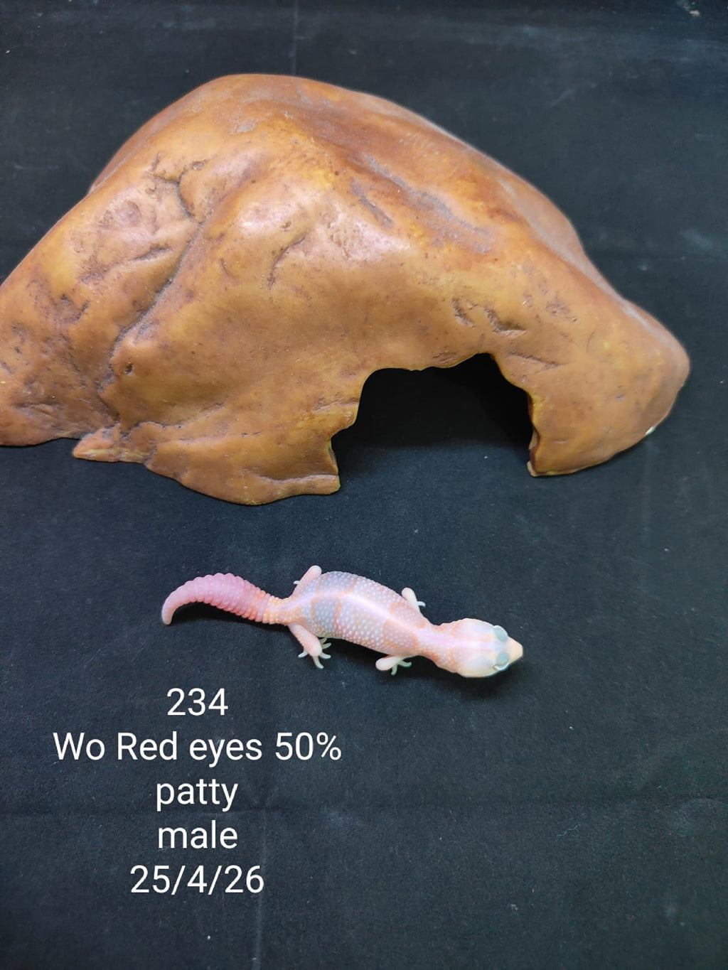 African Fat-Tailed Gecko