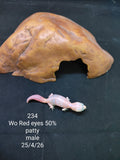African Fat-Tailed Gecko