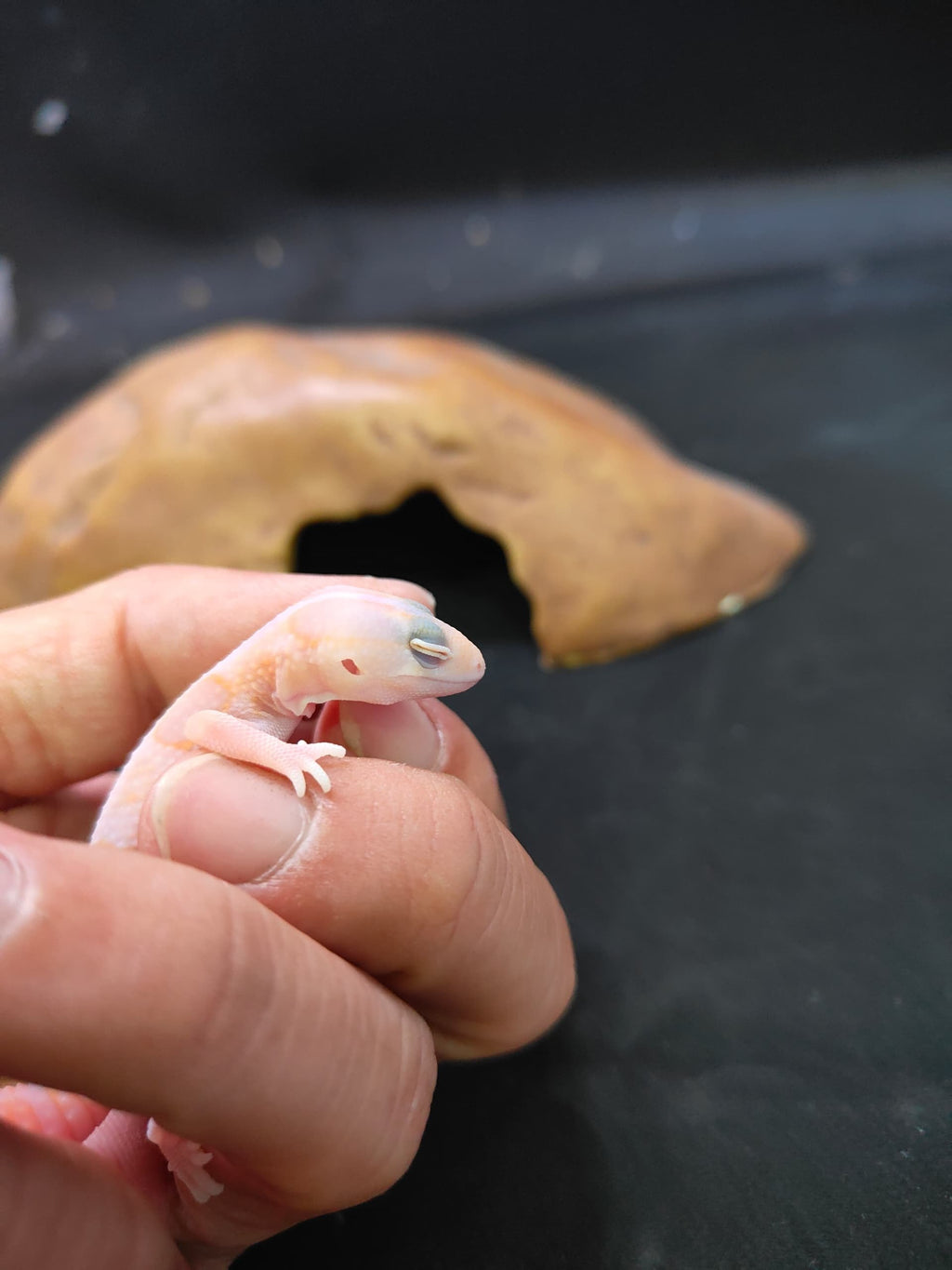 African Fat-Tailed Gecko