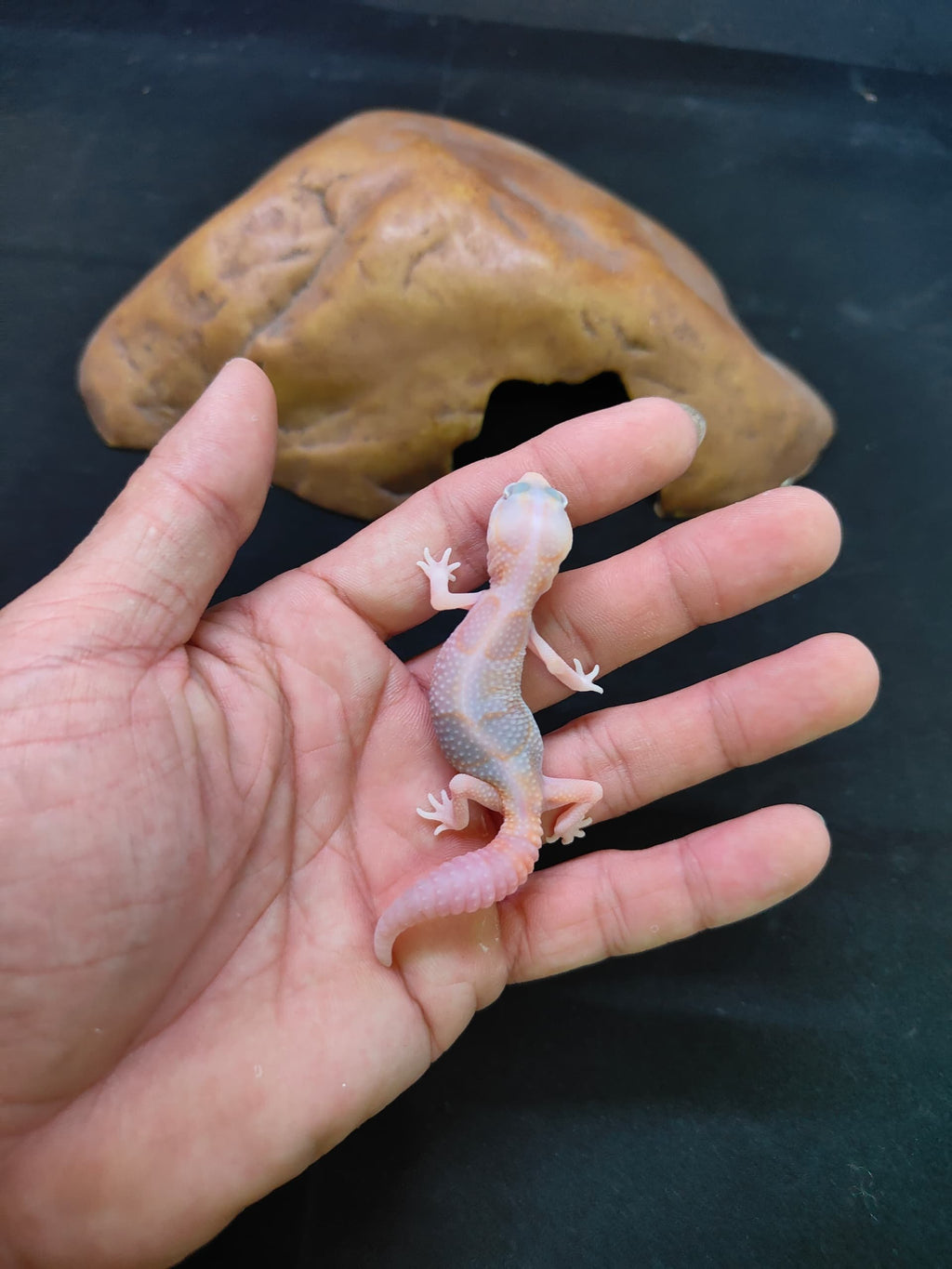 African Fat-Tailed Gecko