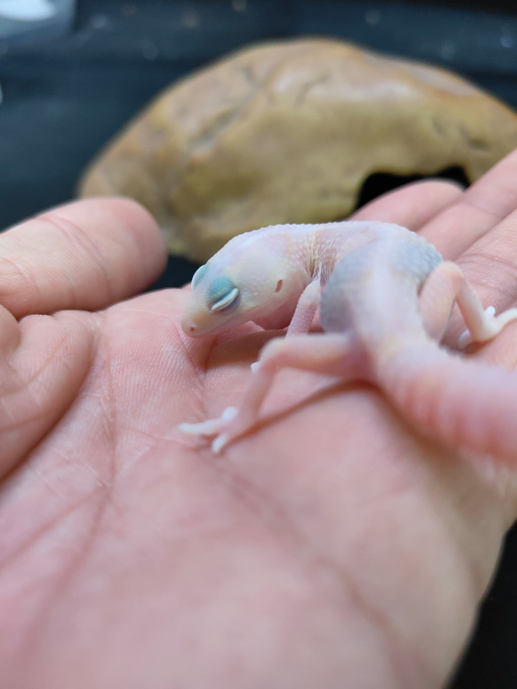 African Fat-Tailed Gecko