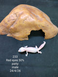 African Fat-Tailed Gecko