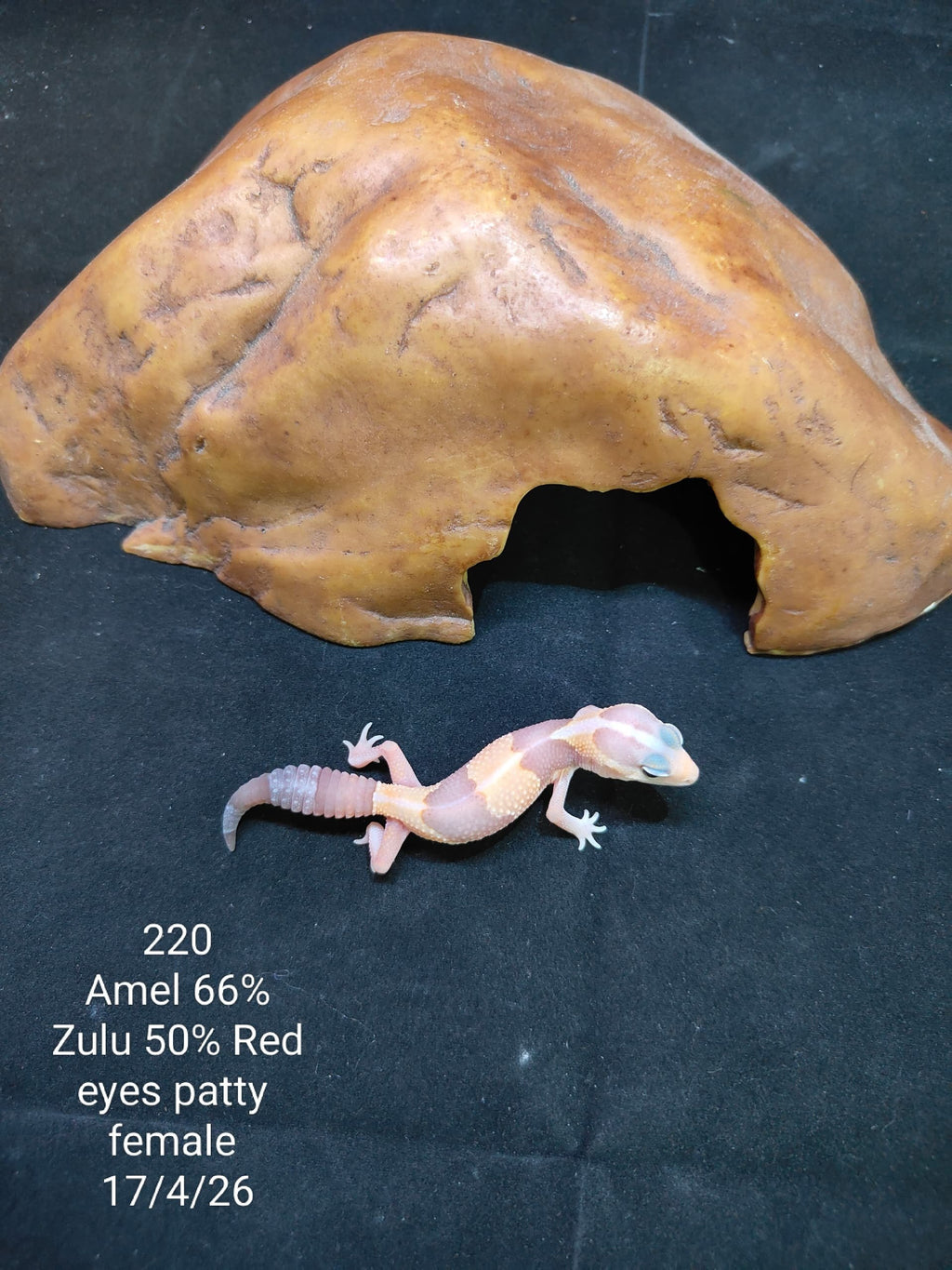 African Fat-Tailed Gecko
