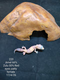 African Fat-Tailed Gecko