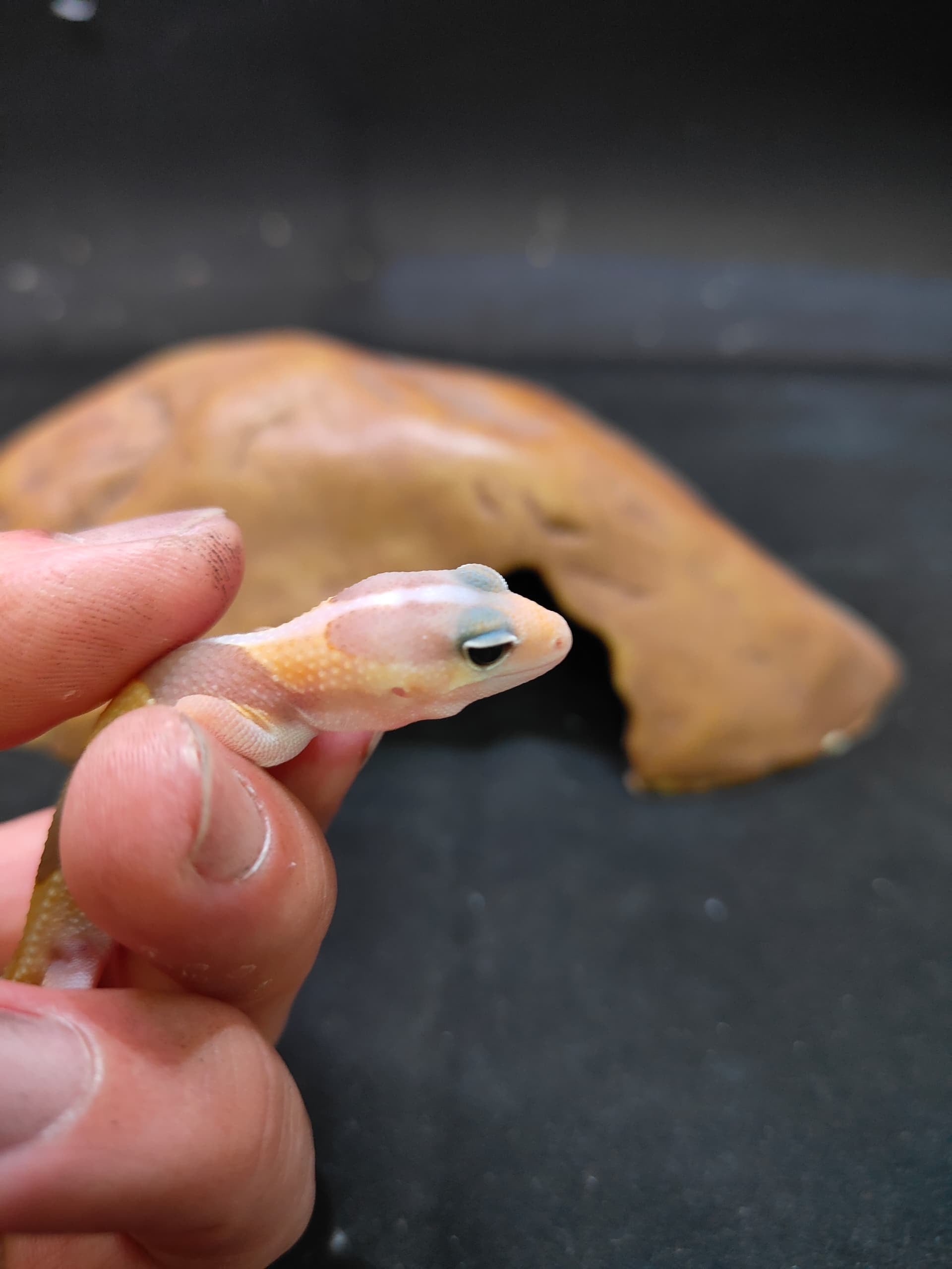 African Fat-Tailed Gecko