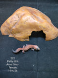 African Fat-Tailed Gecko