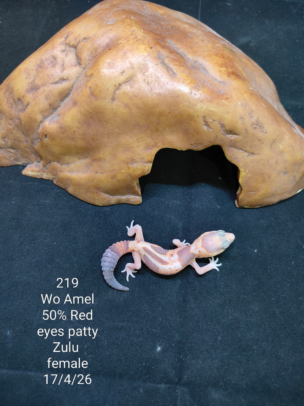 African Fat-Tailed Gecko