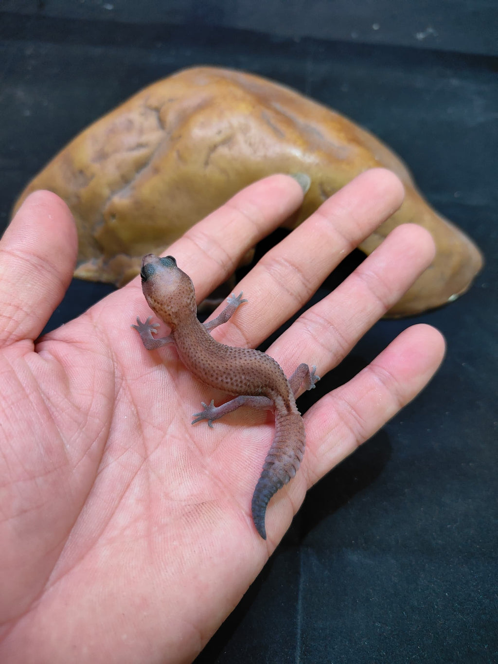 African Fat-Tailed Gecko