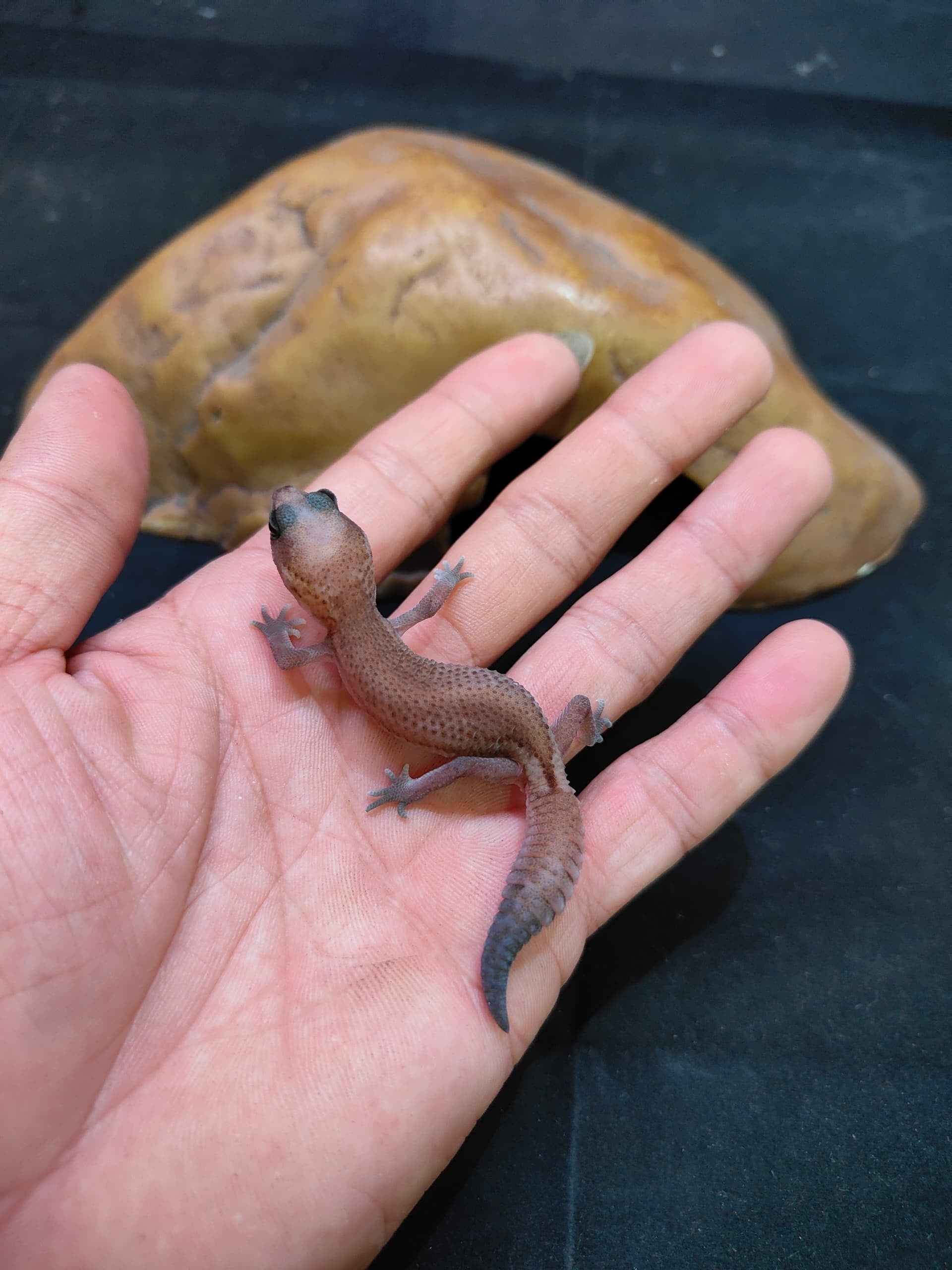 African Fat-Tailed Gecko