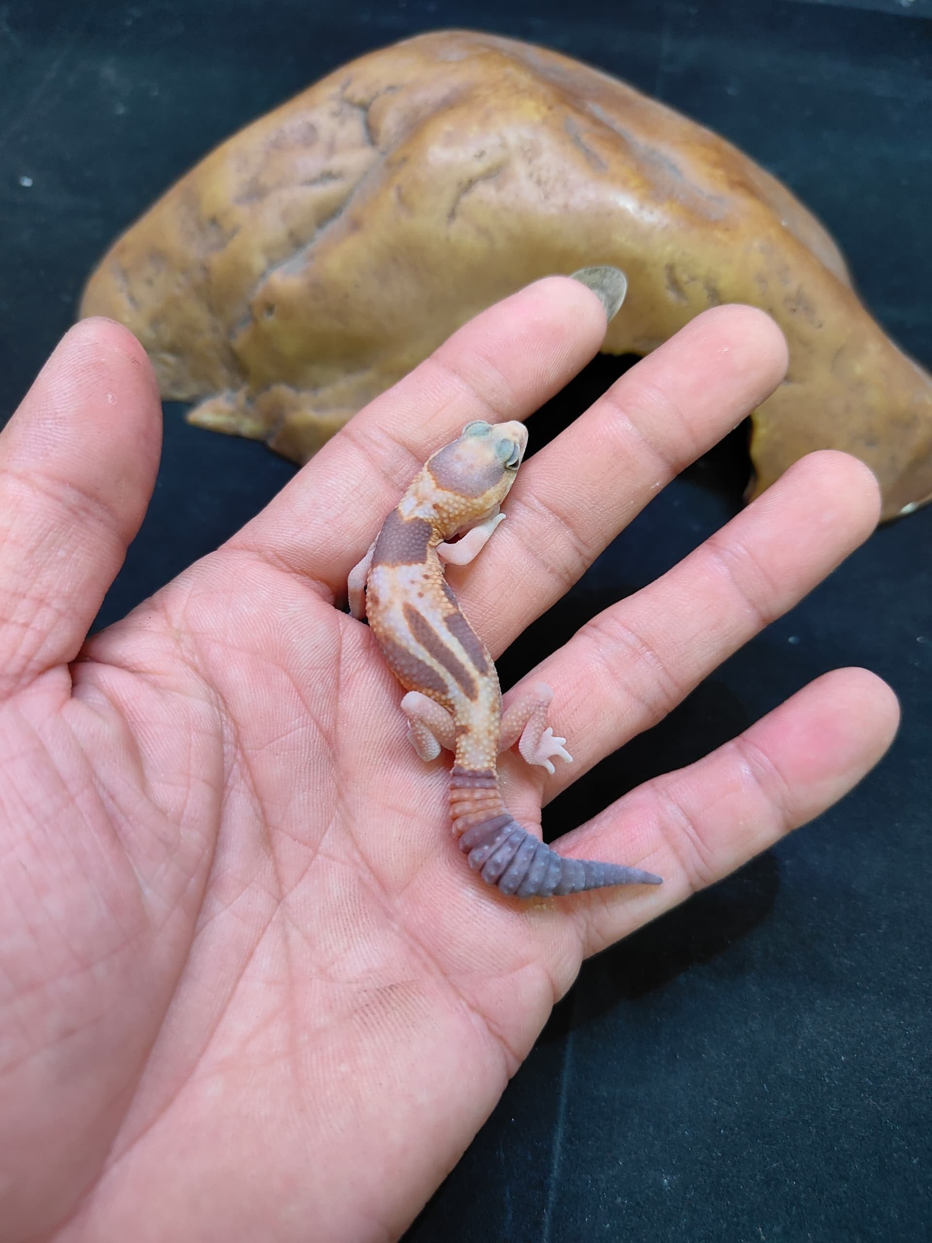 African Fat-Tailed Gecko