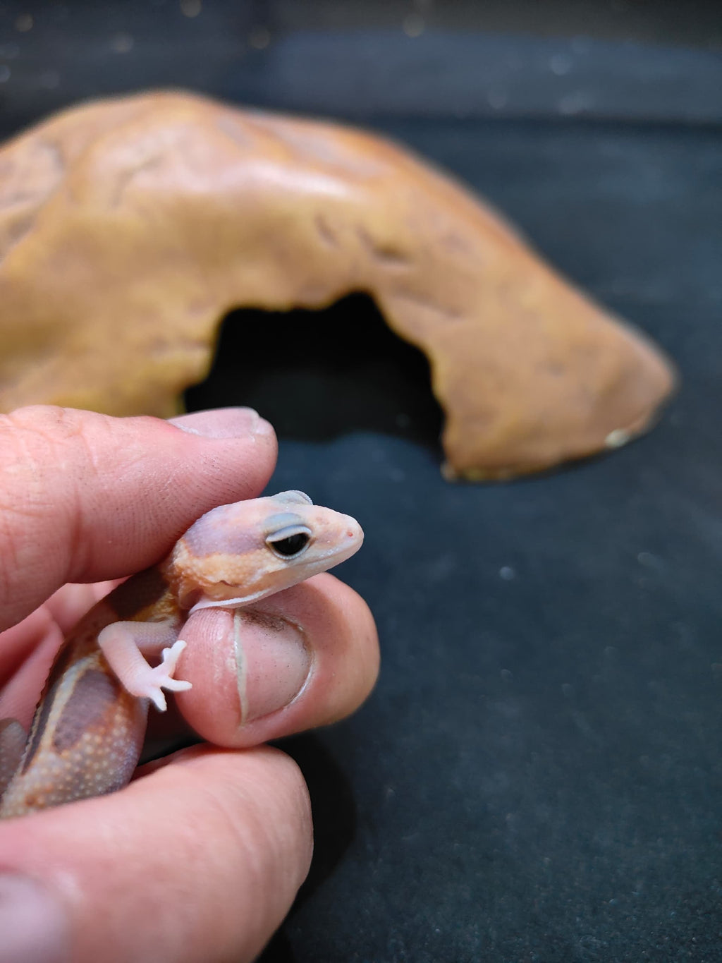 African Fat-Tailed Gecko