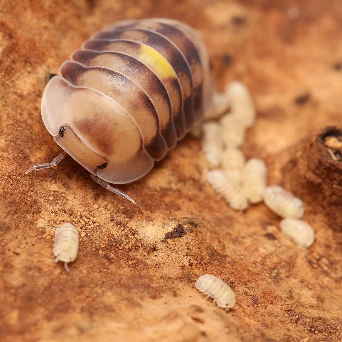 Amber Firefly