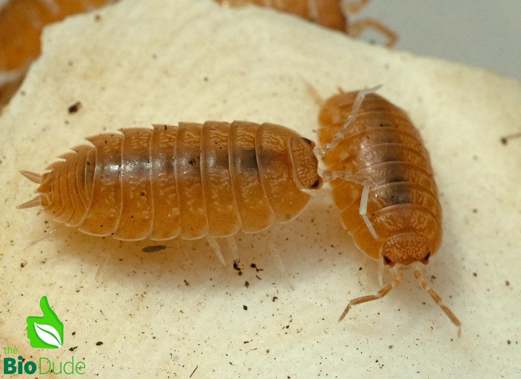 Isopod Bundle Set (M size)