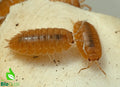 Laevis Orange