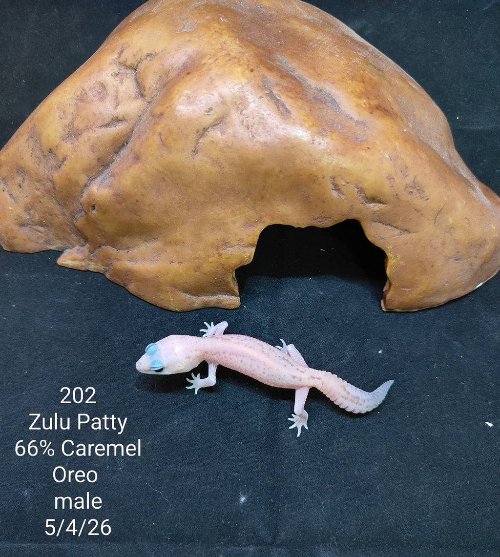 African Fat-Tailed Gecko