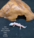 African Fat-Tailed Gecko