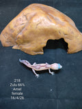 African Fat-Tailed Gecko