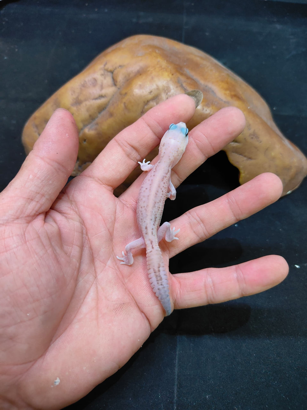 African Fat-Tailed Gecko