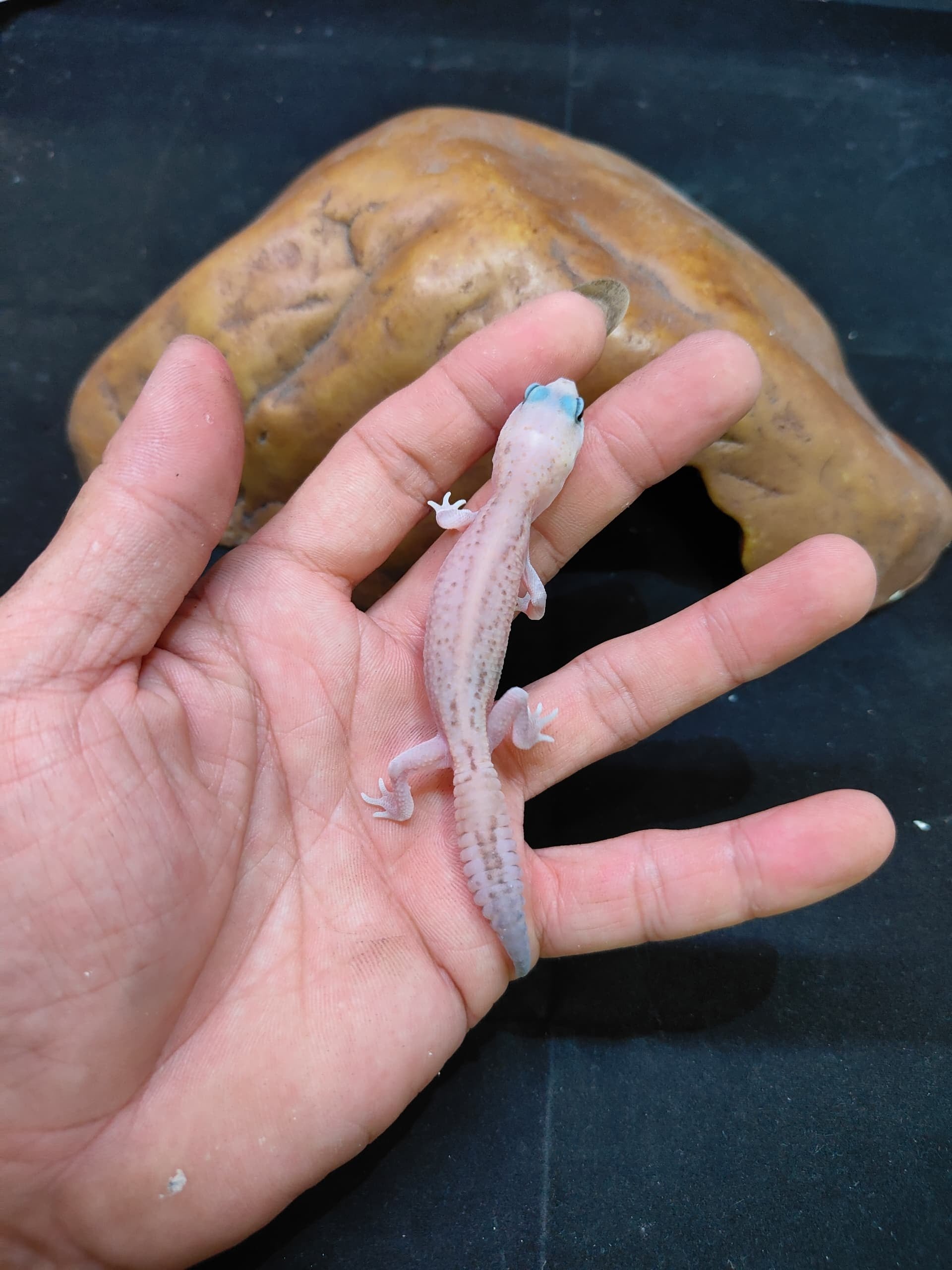 African Fat-Tailed Gecko