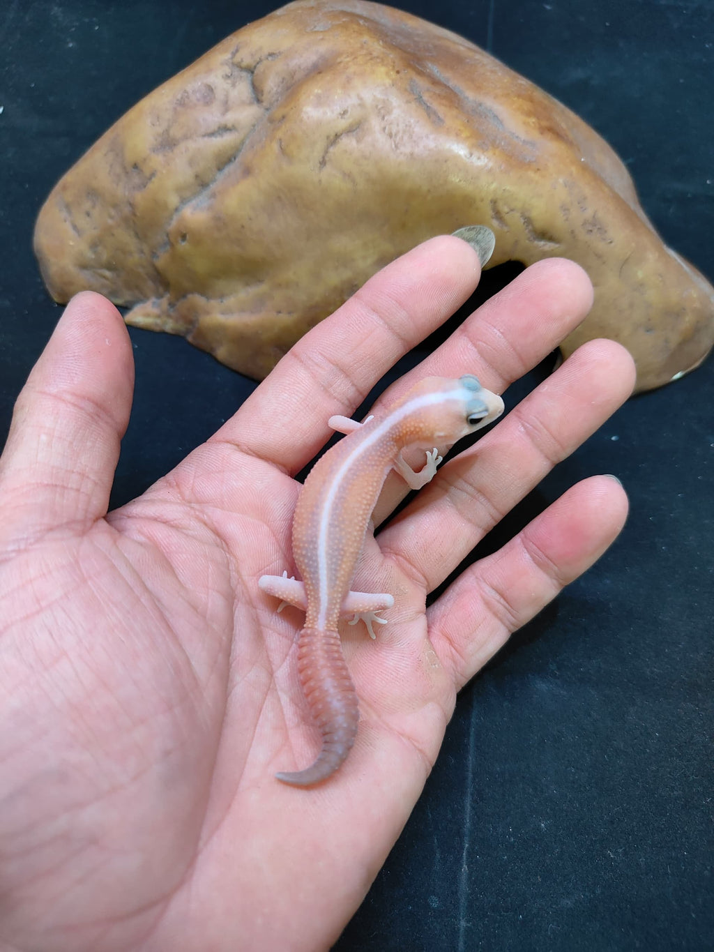 African Fat-Tailed Gecko