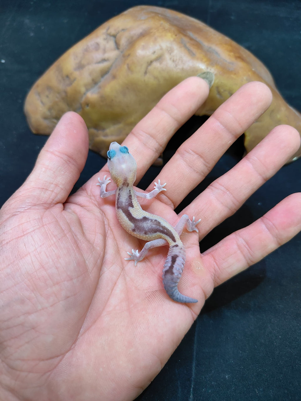 African Fat-Tailed Gecko