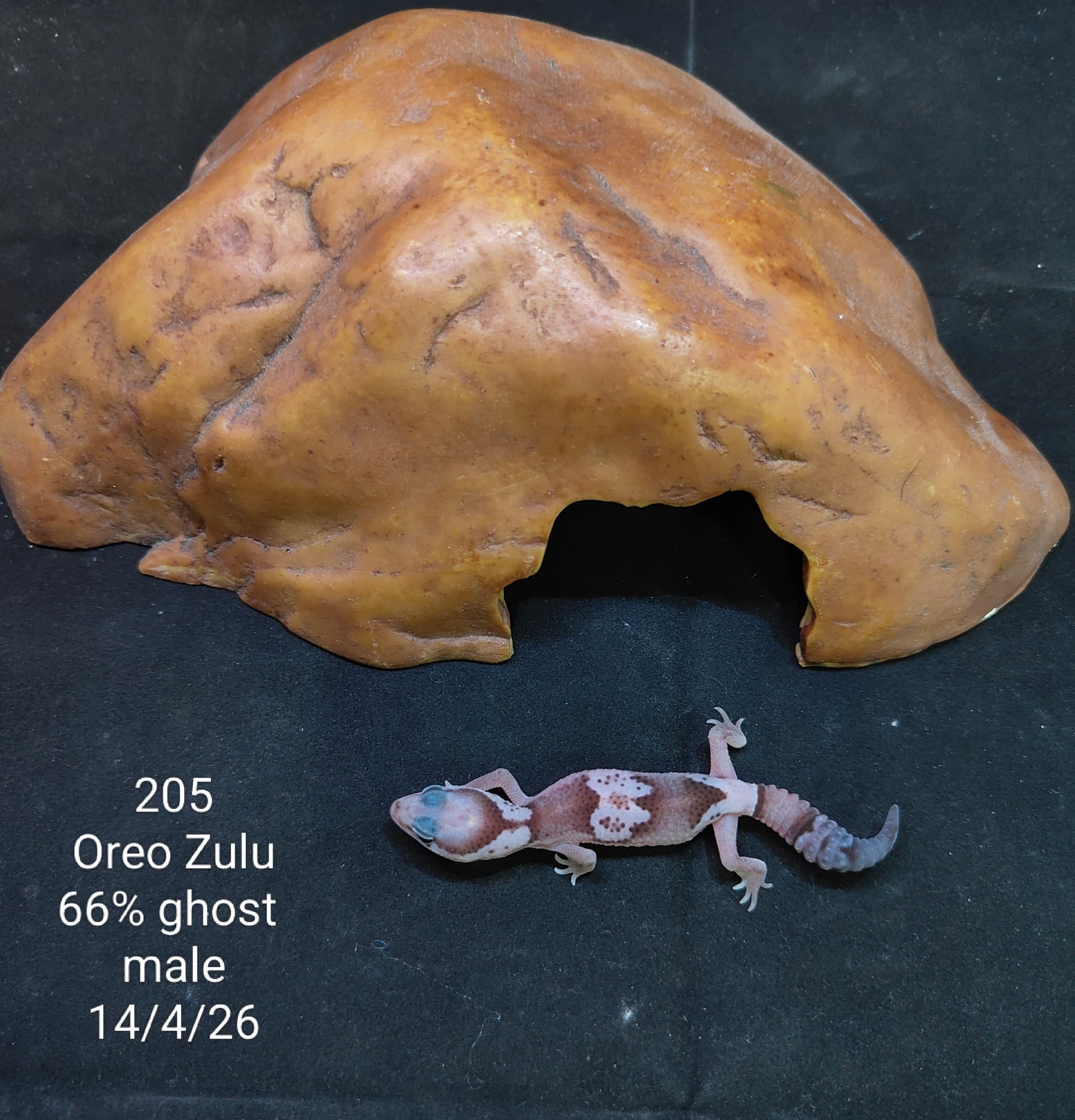 African Fat-Tailed Gecko