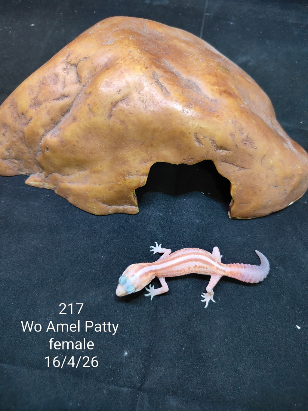 African Fat-Tailed Gecko