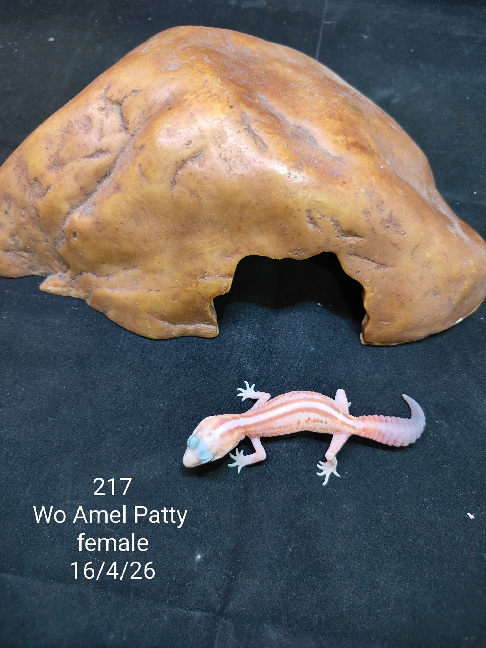 African Fat-Tailed Gecko
