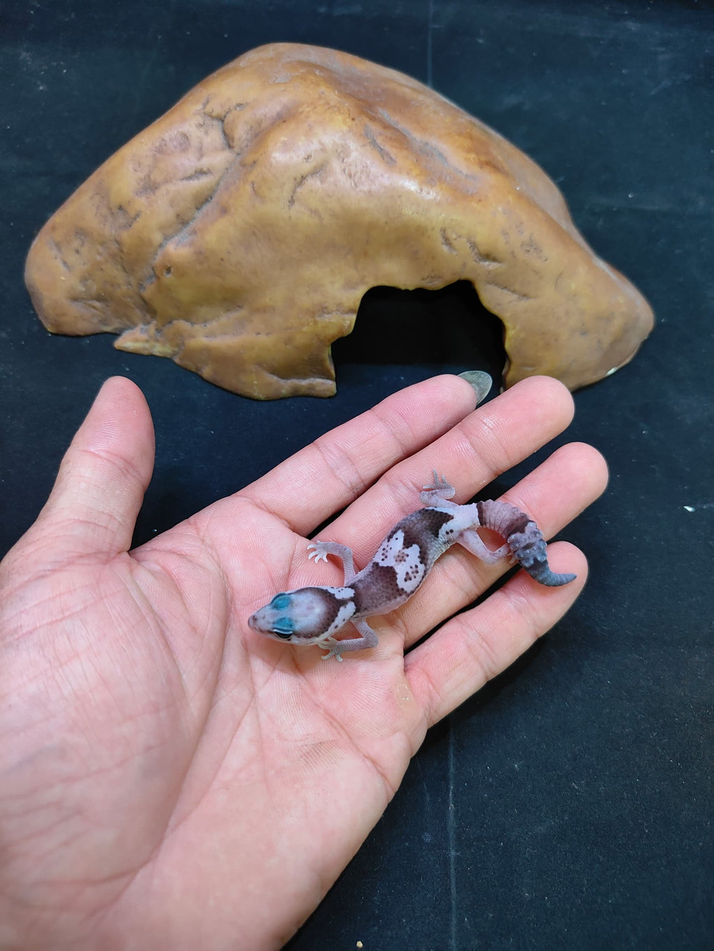 African Fat-Tailed Gecko