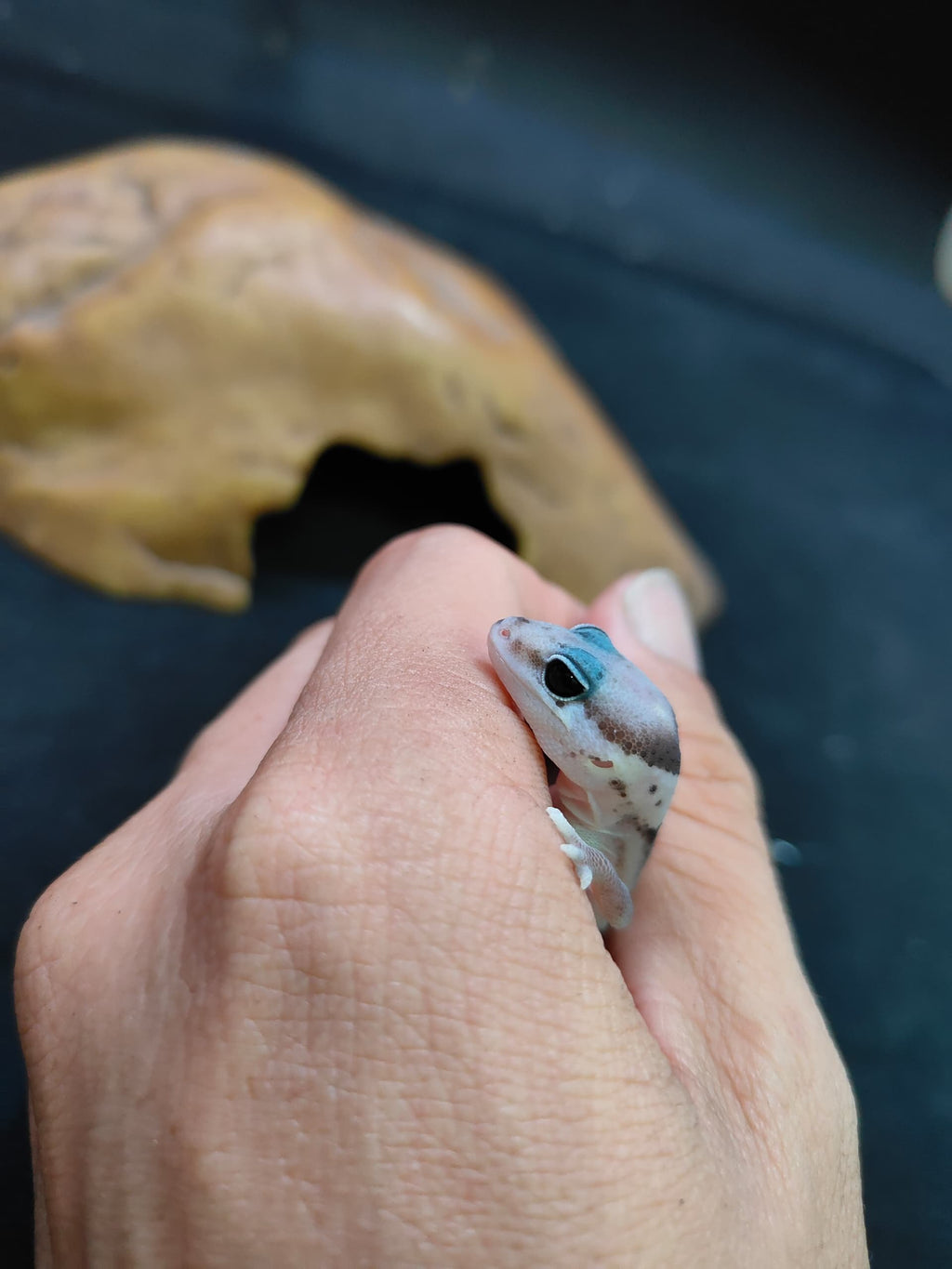 African Fat-Tailed Gecko