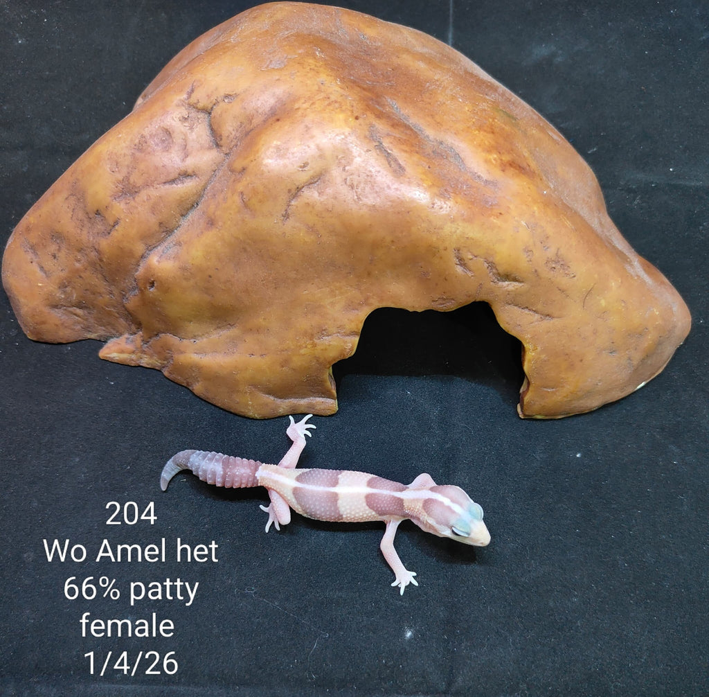 African Fat-Tailed Gecko