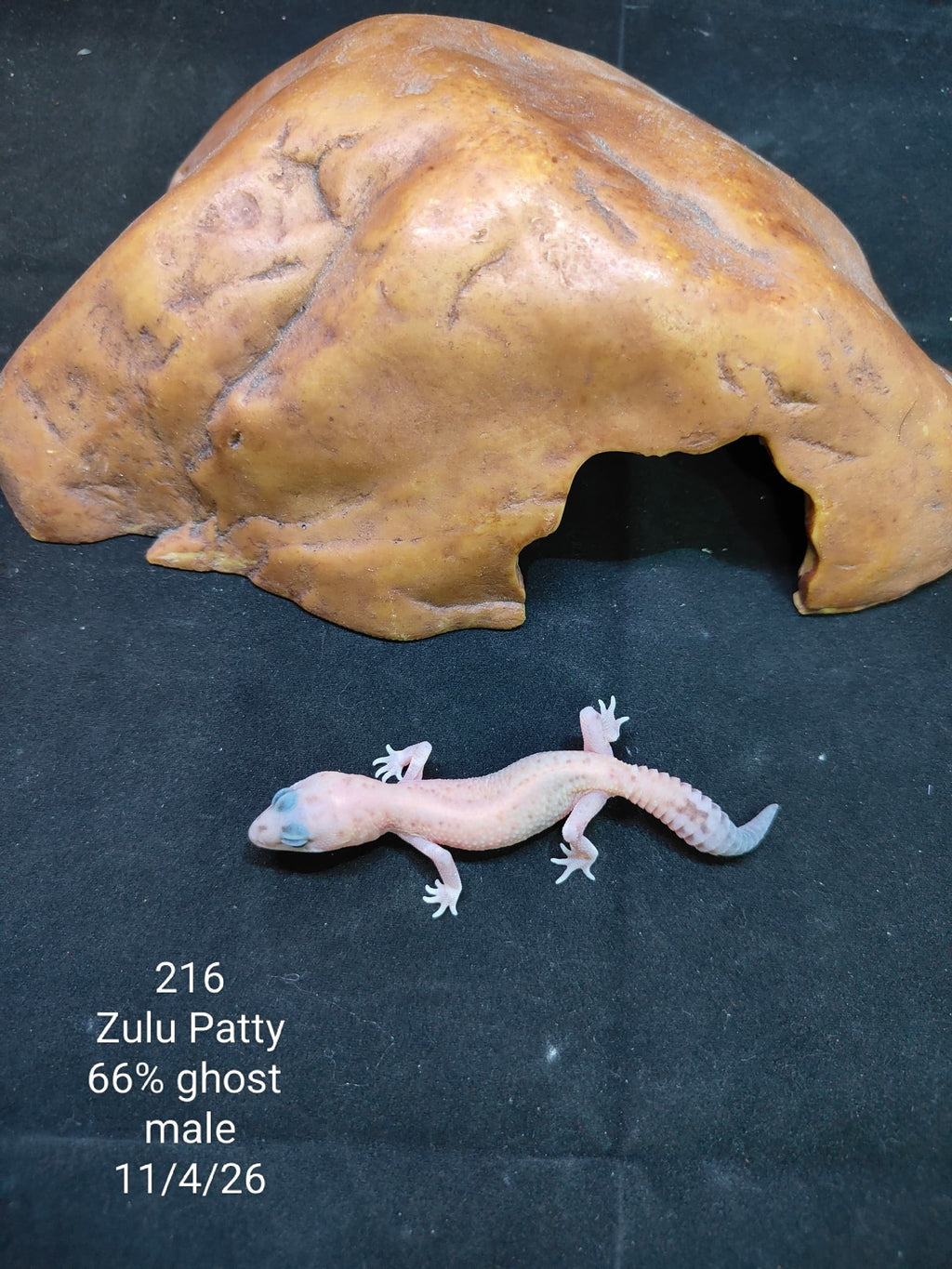 African Fat-Tailed Gecko