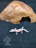 African Fat-Tailed Gecko