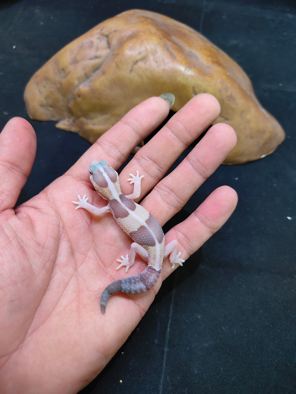 African Fat-Tailed Gecko
