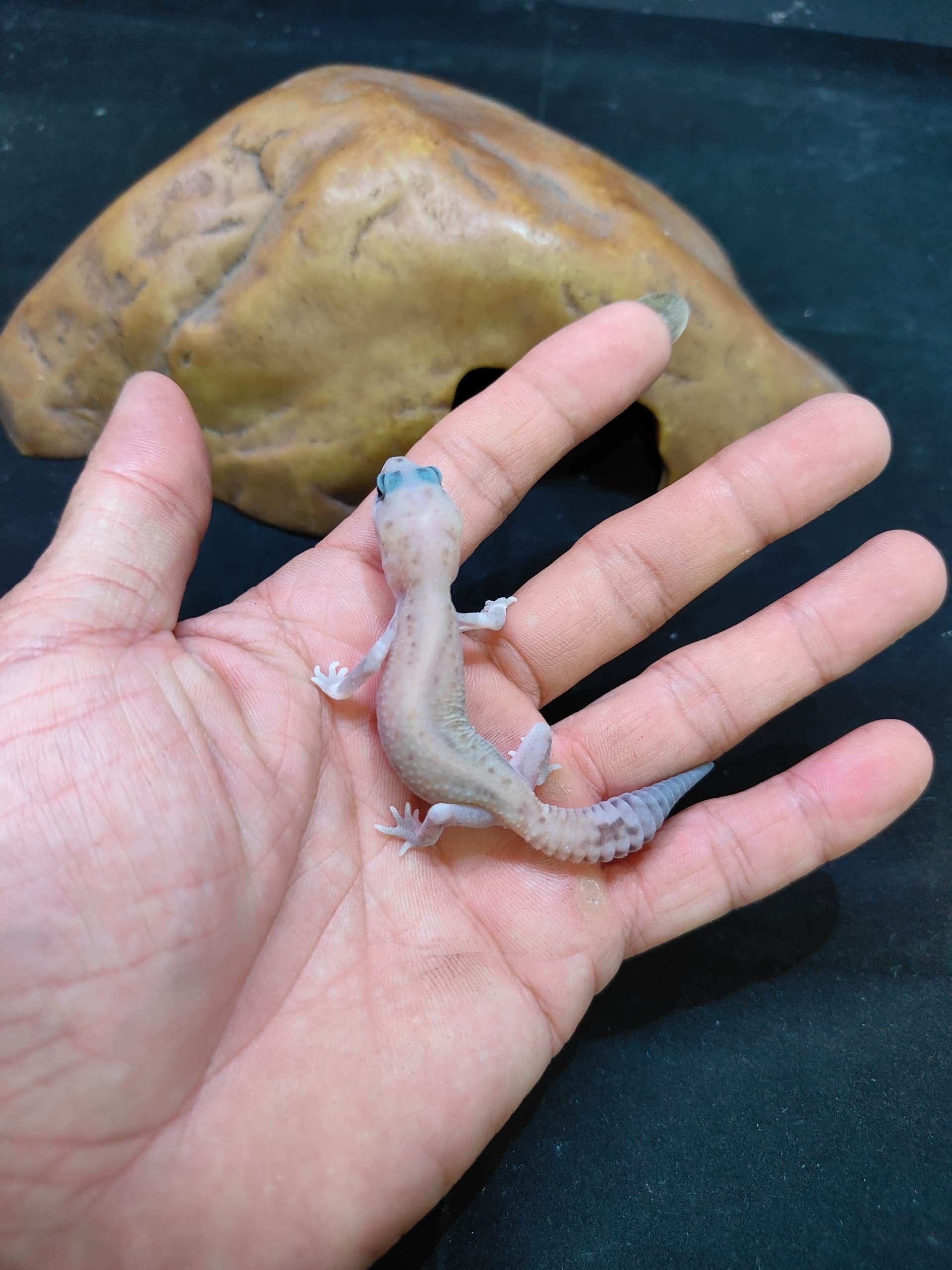 African Fat-Tailed Gecko