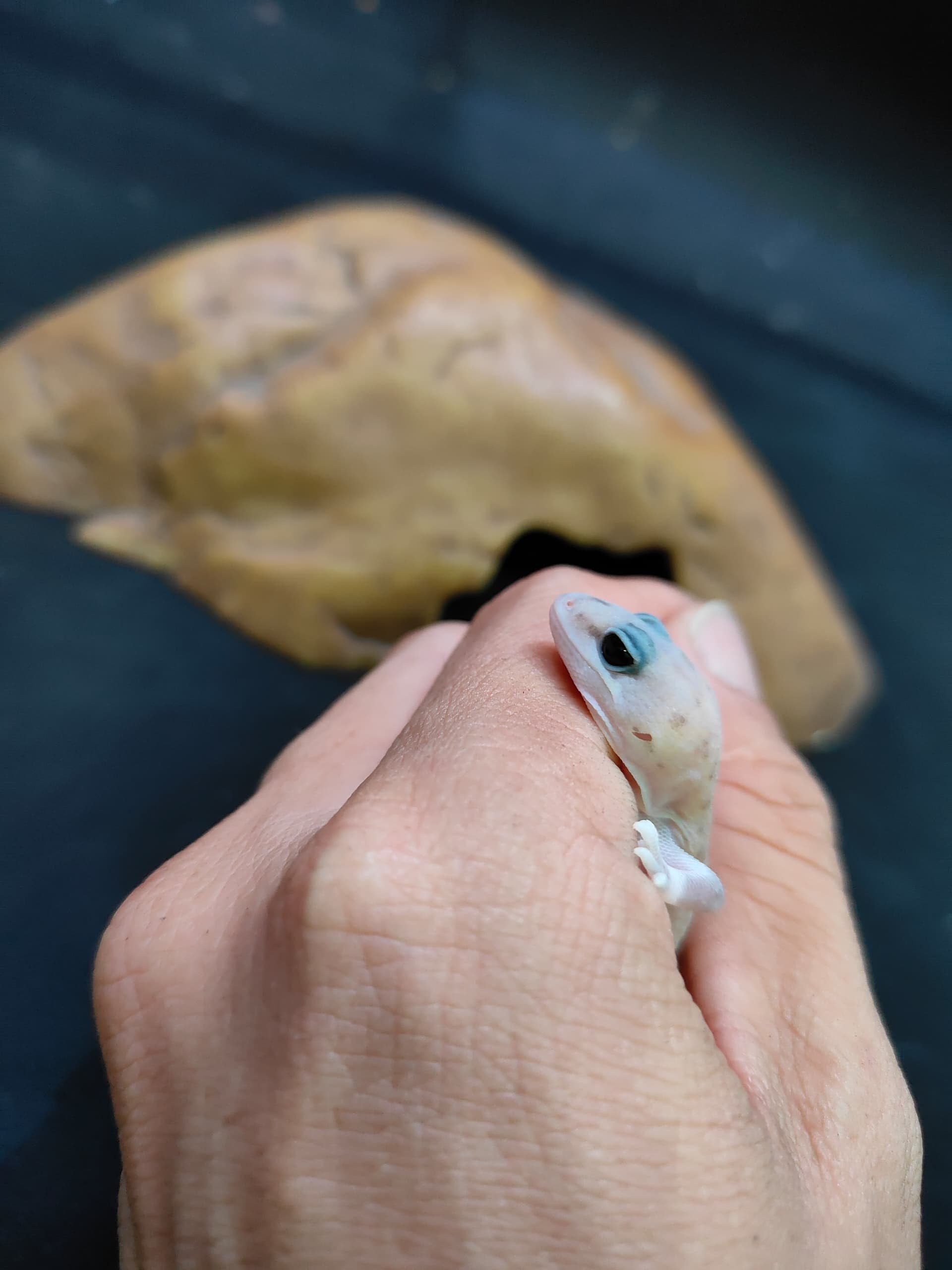 African Fat-Tailed Gecko