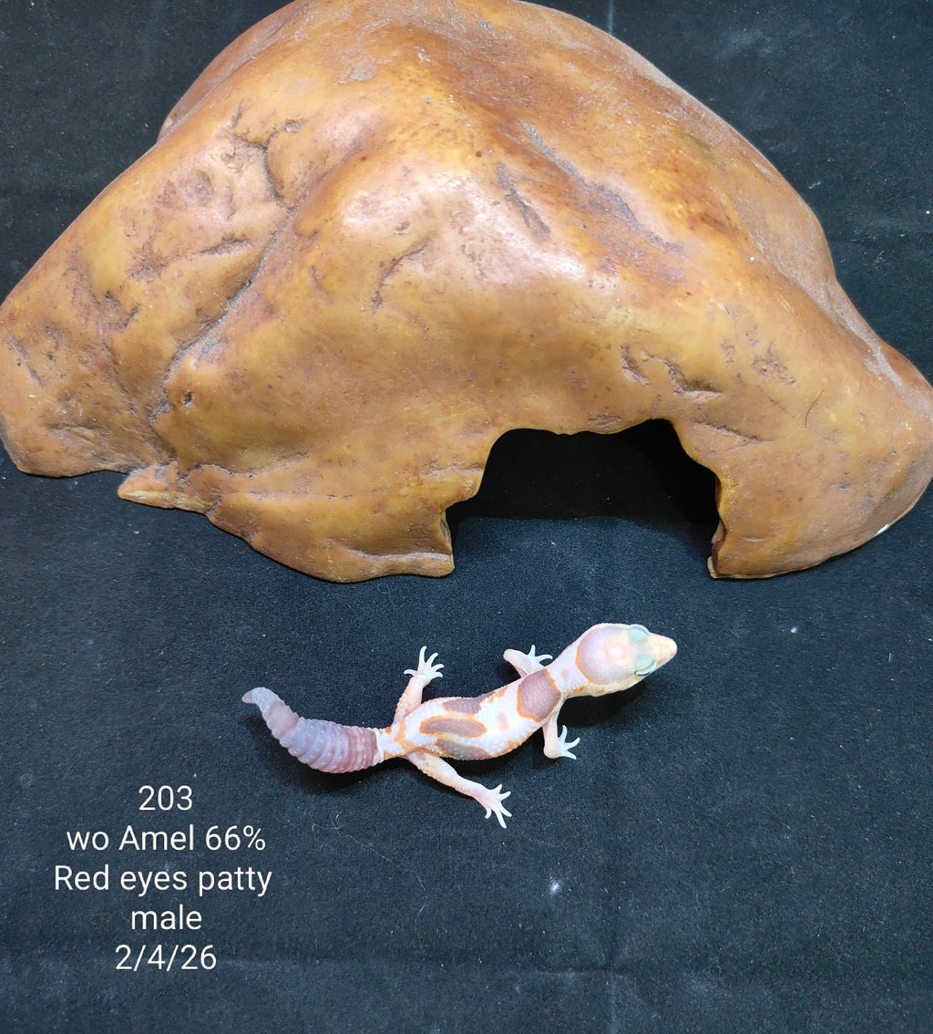 African Fat-Tailed Gecko