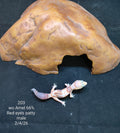 African Fat-Tailed Gecko