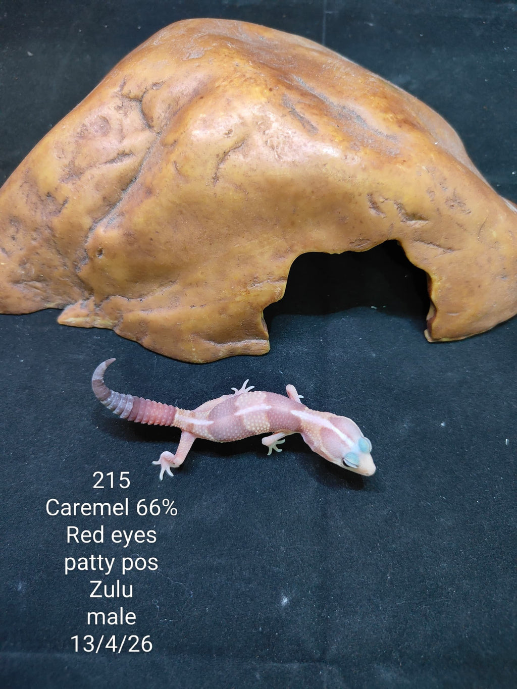 African Fat-Tailed Gecko