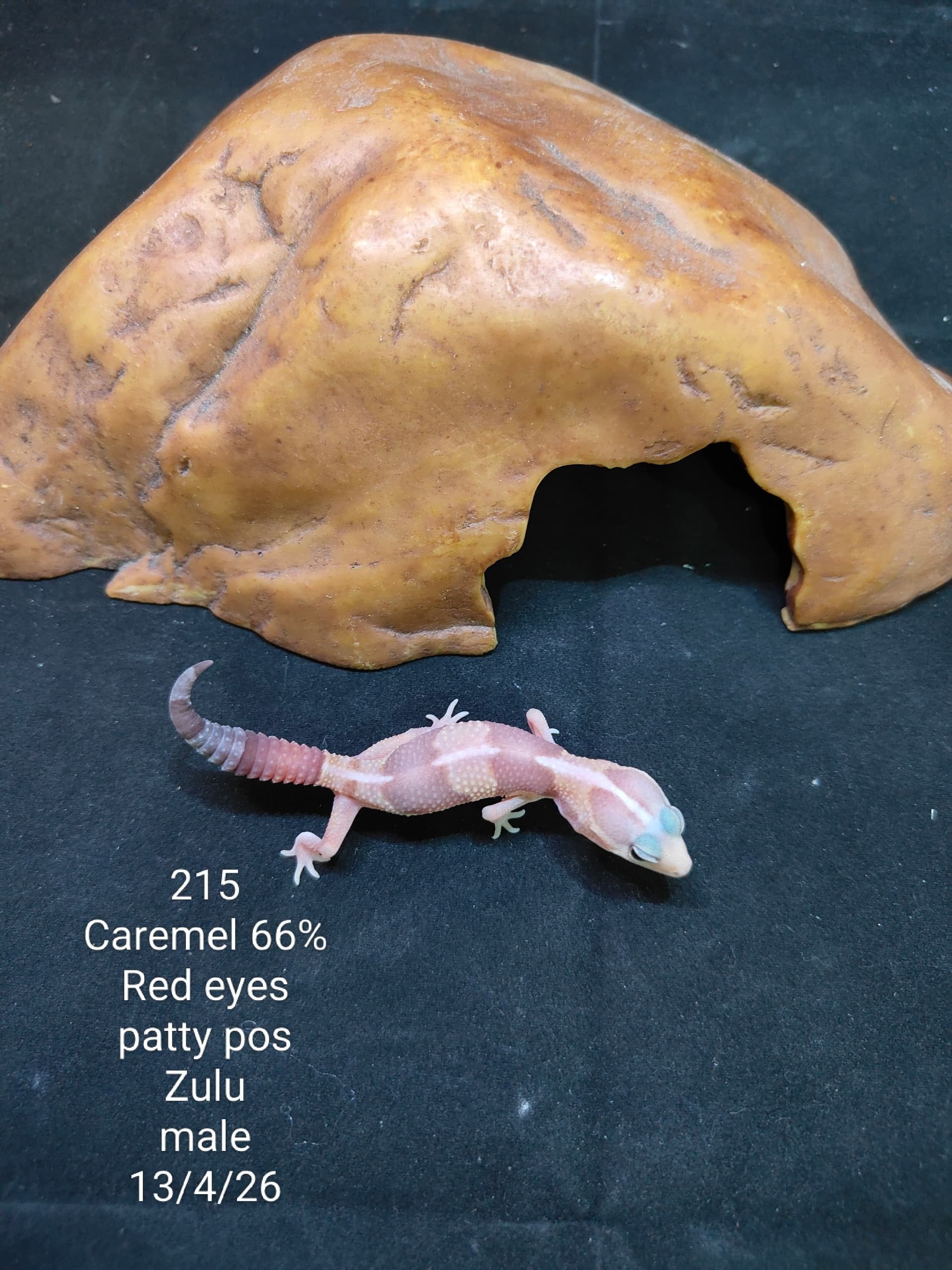 African Fat-Tailed Gecko