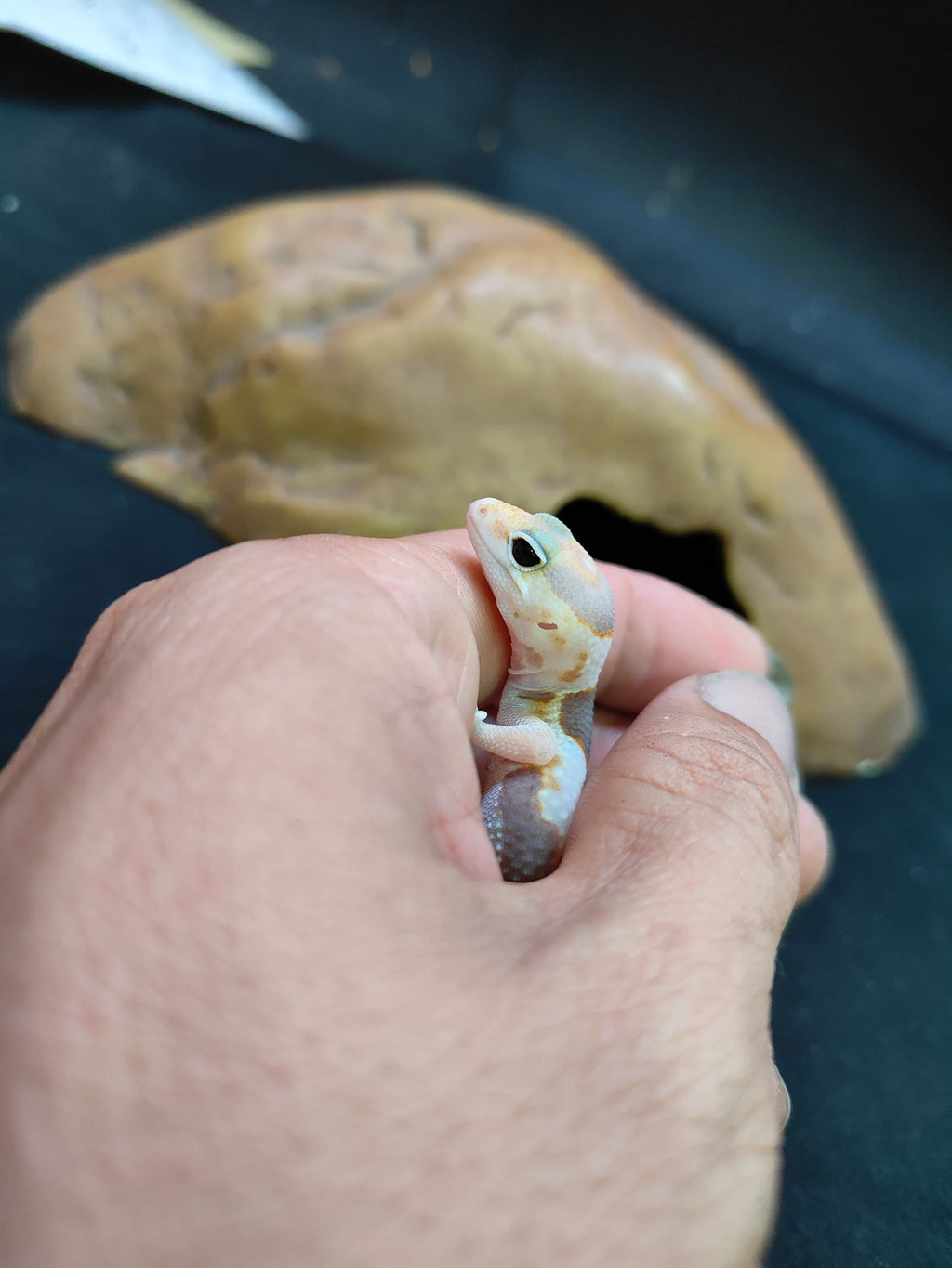 African Fat-Tailed Gecko