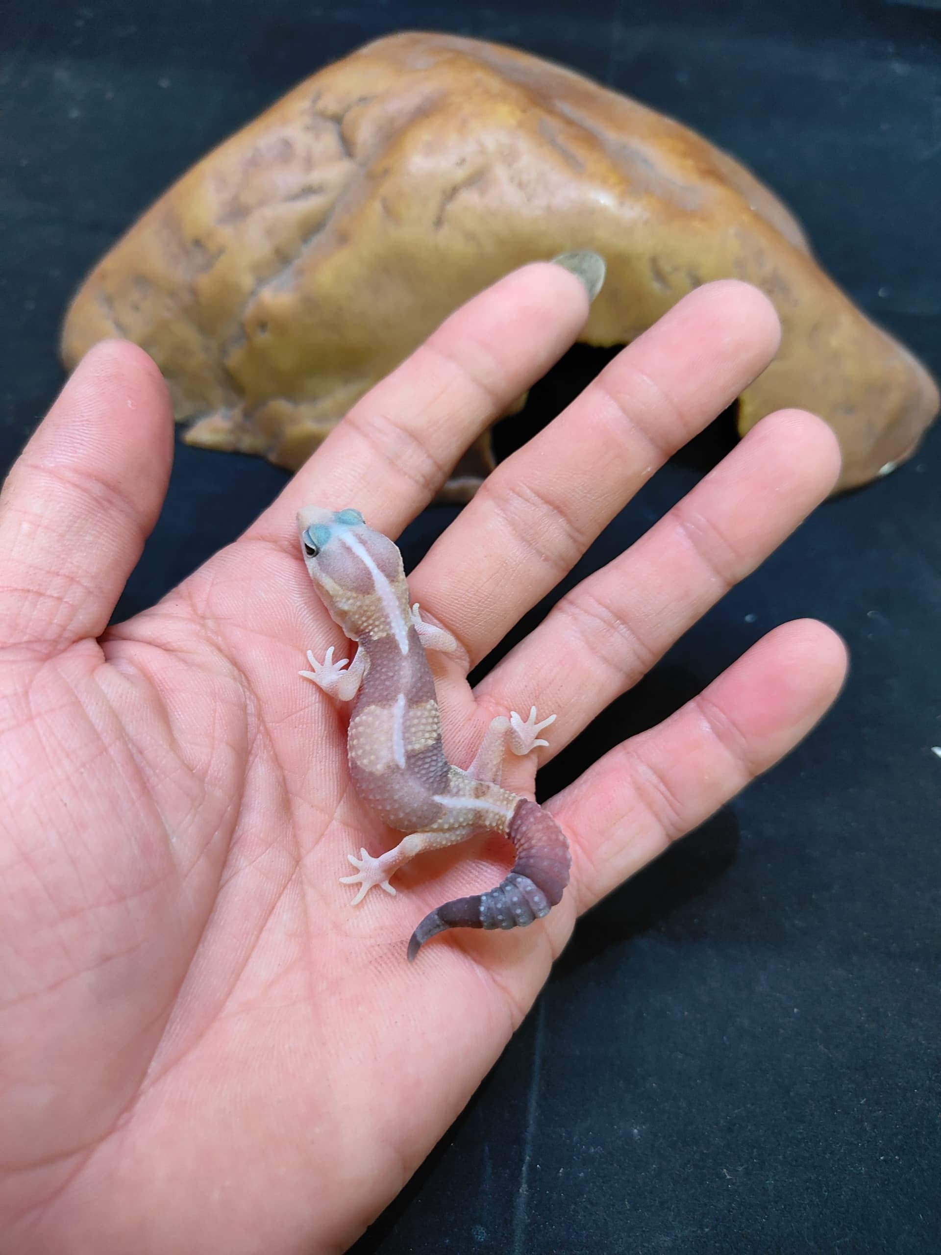 African Fat-Tailed Gecko