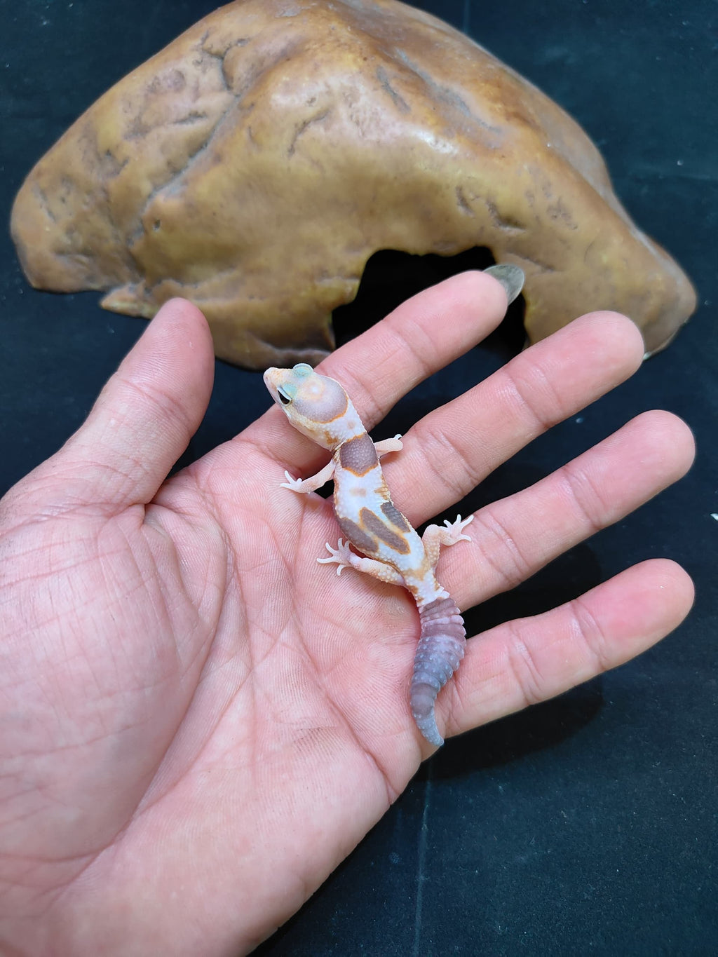 African Fat-Tailed Gecko