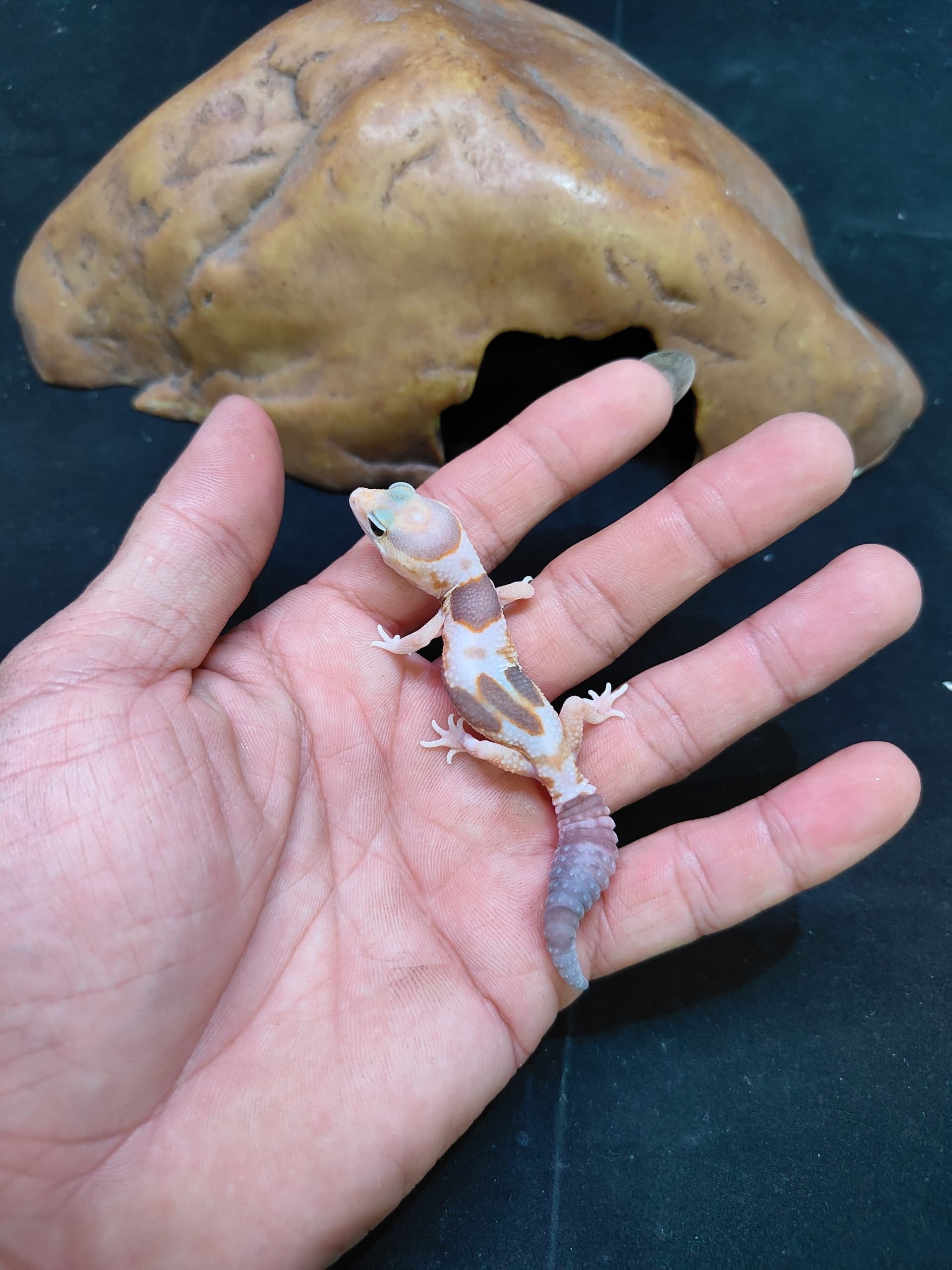 African Fat-Tailed Gecko
