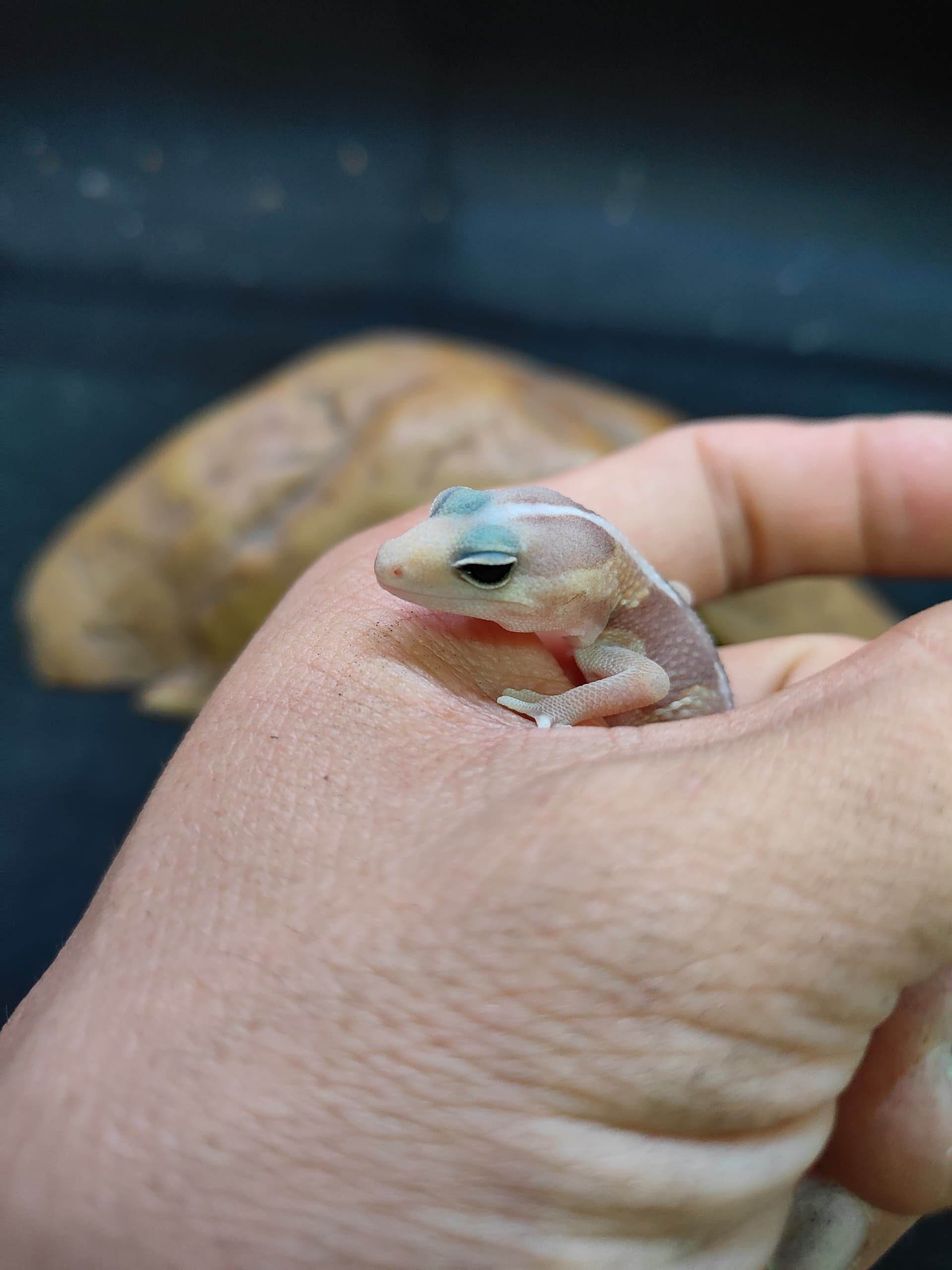 African Fat-Tailed Gecko