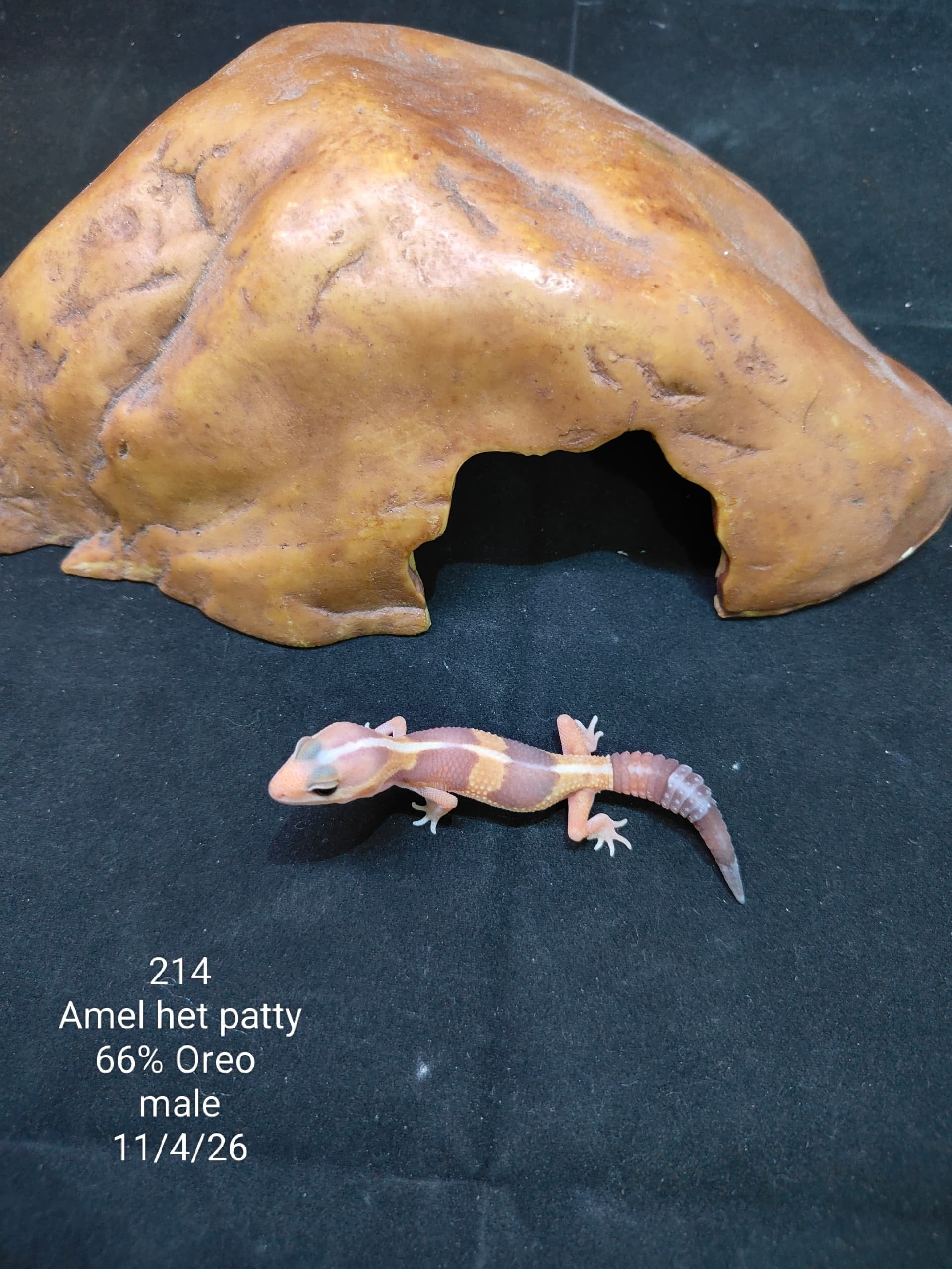 African Fat-Tailed Gecko