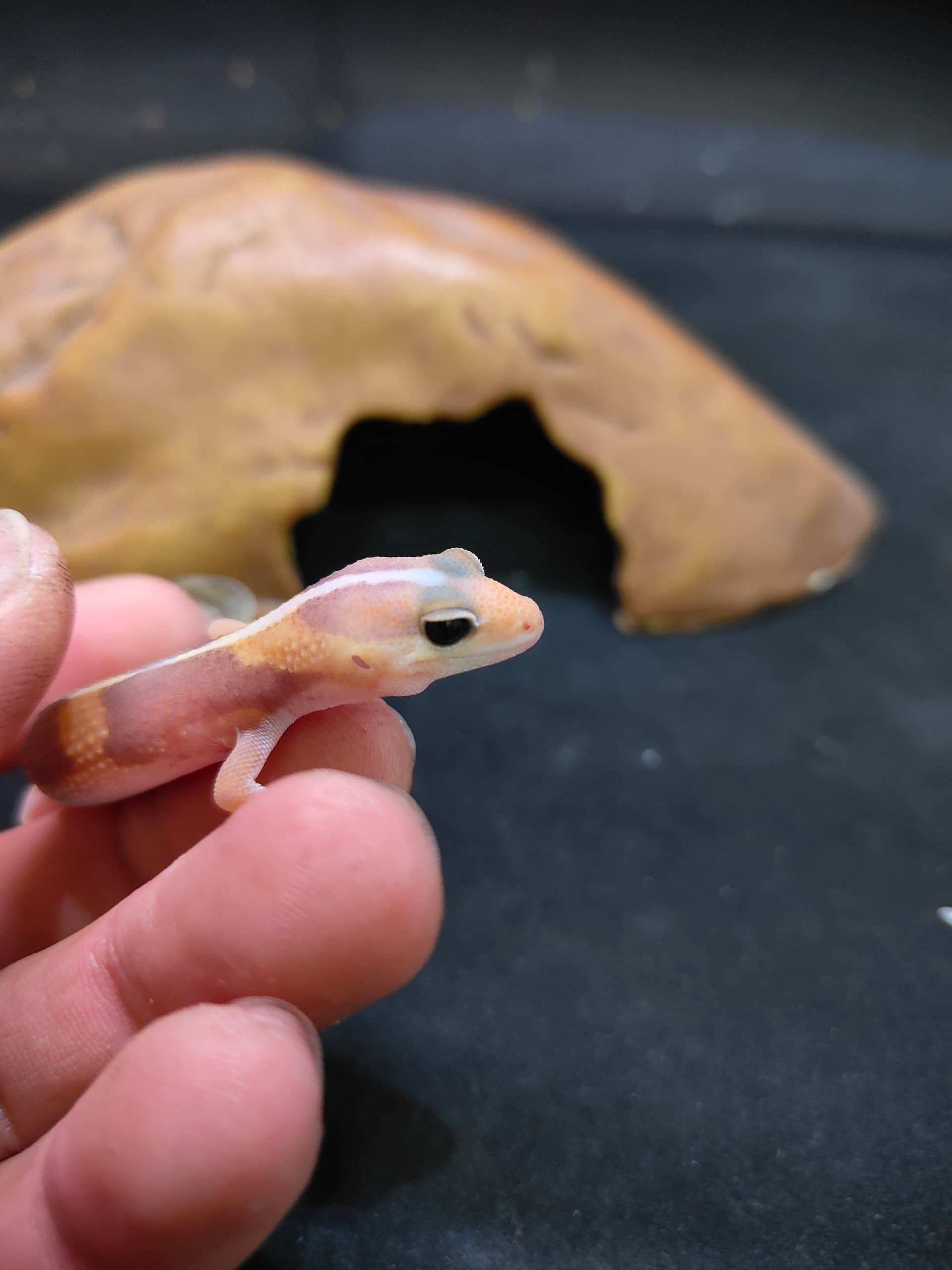 African Fat-Tailed Gecko