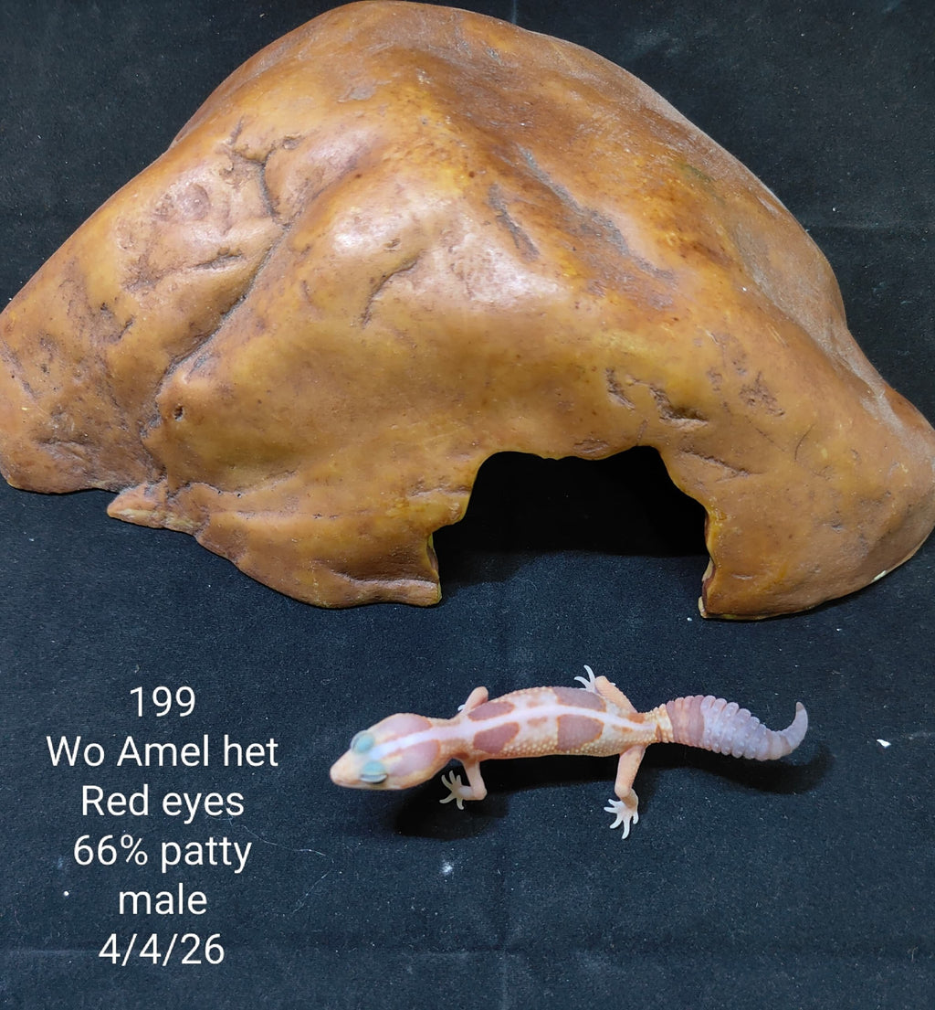African Fat-Tailed Gecko