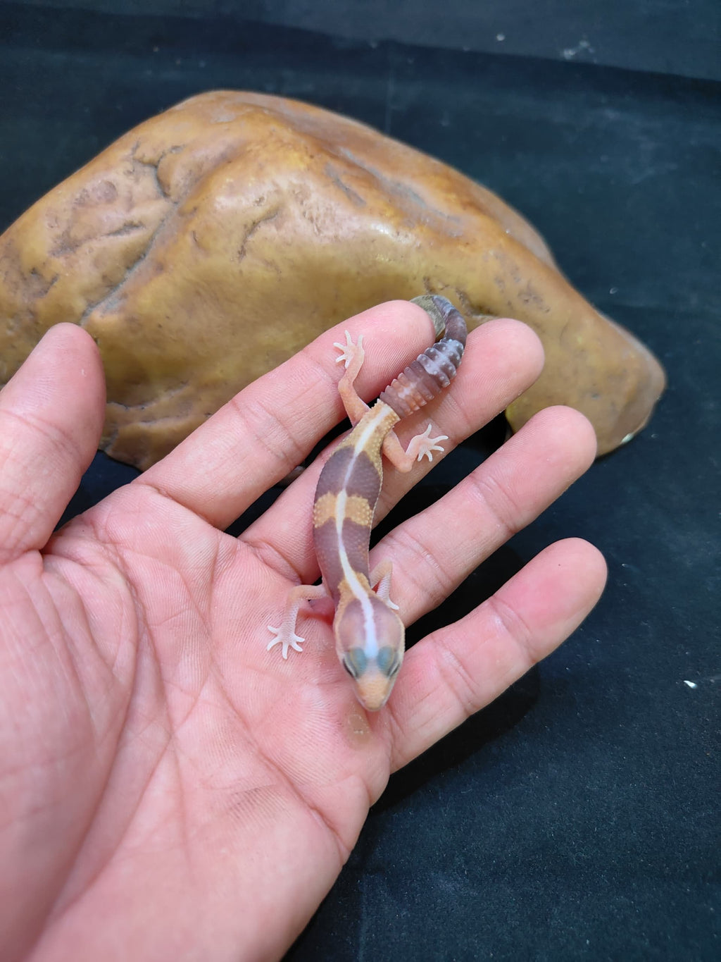 African Fat-Tailed Gecko