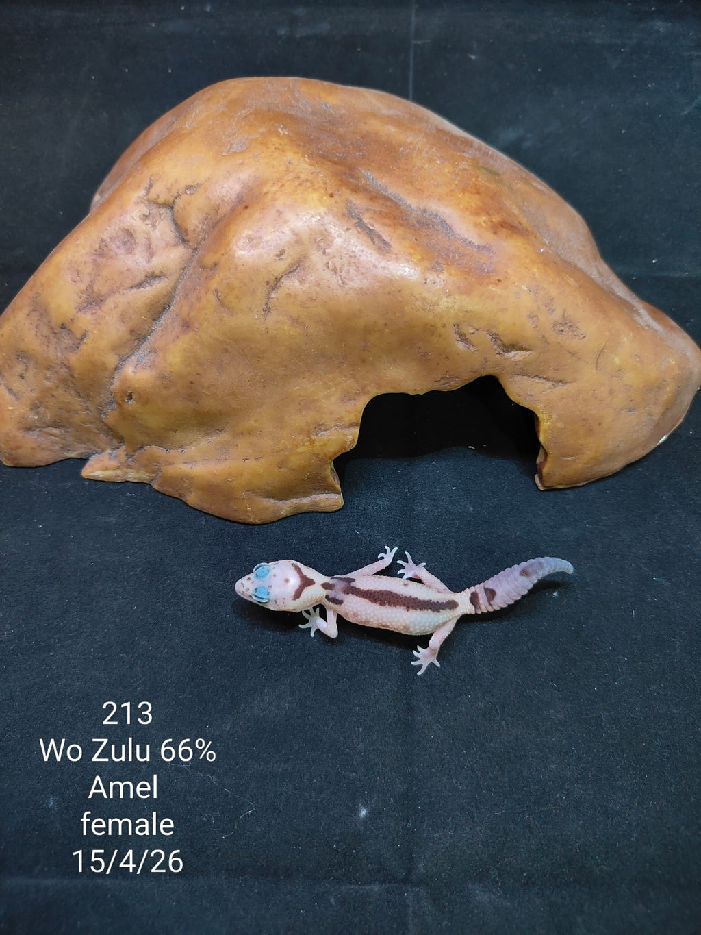 African Fat-Tailed Gecko